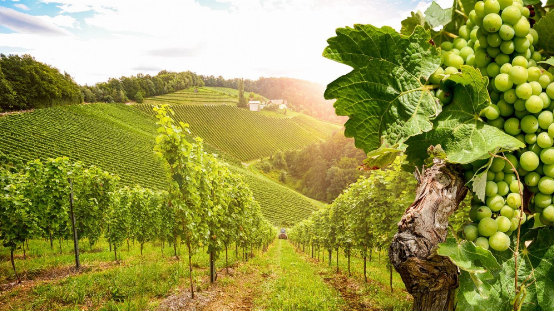 The Burgundy wine route