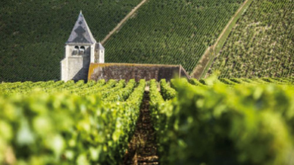  Organic viticulture in Burgundy